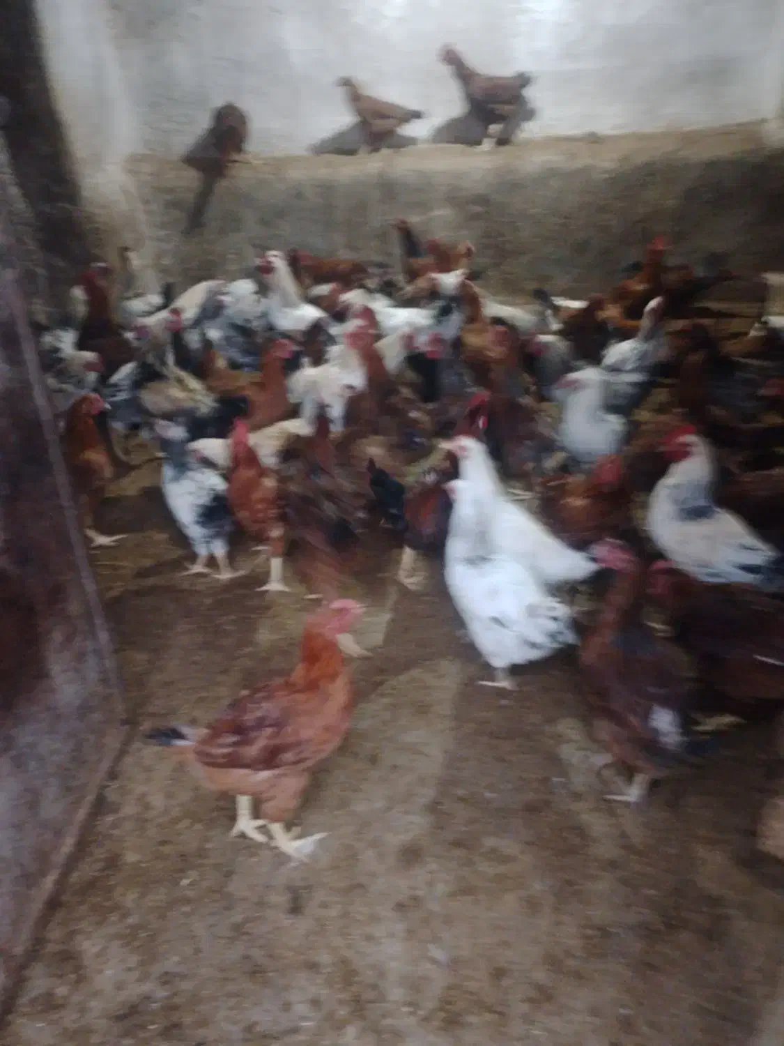 خروس محلی|حیوانات مزرعه|شهمیرزاد, |دیوار