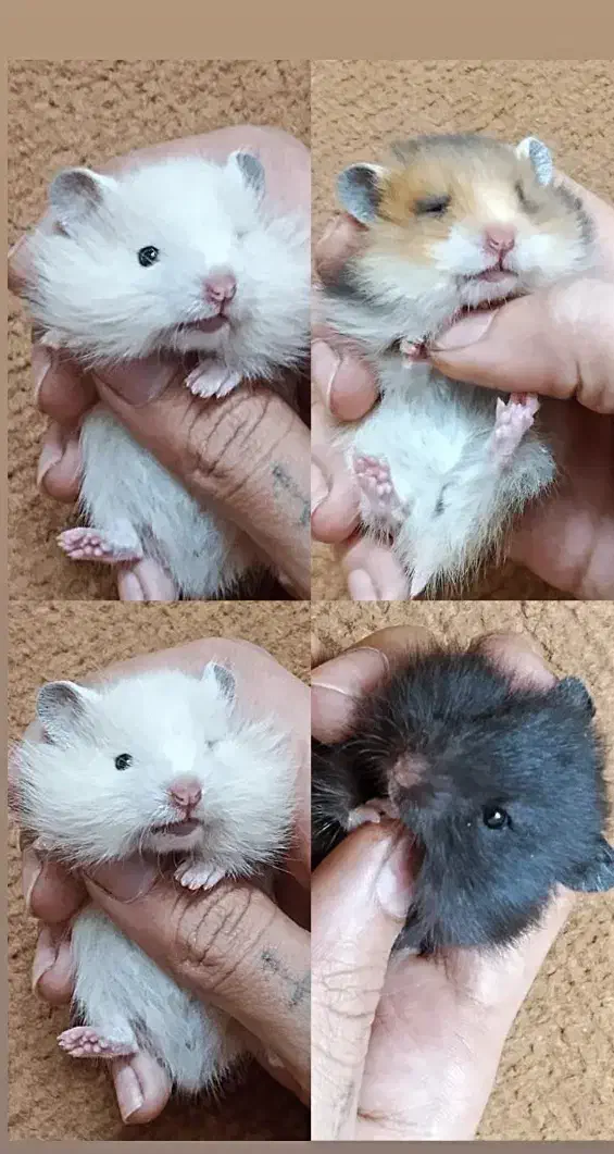 فروش استثنایی همستر همه نژادها فقط تماس|موش و خرگوش|علی‌آباد کتول, |دیوار