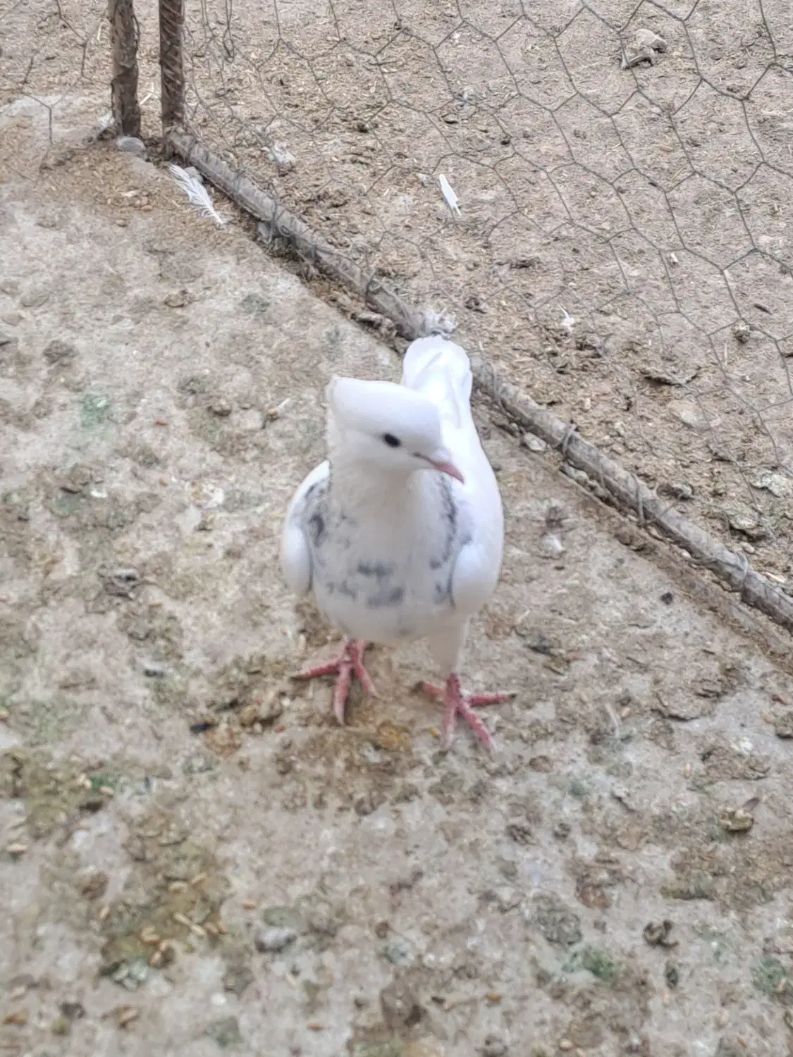 طوقی|پرنده|کازرون, |دیوار