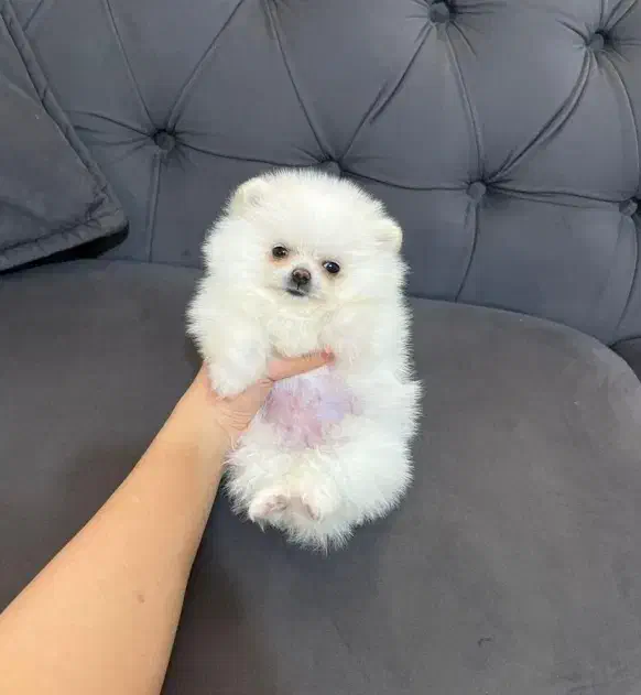 بشتابید پامر وایت فیس|سگ|مشهد, وکیلآباد|دیوار