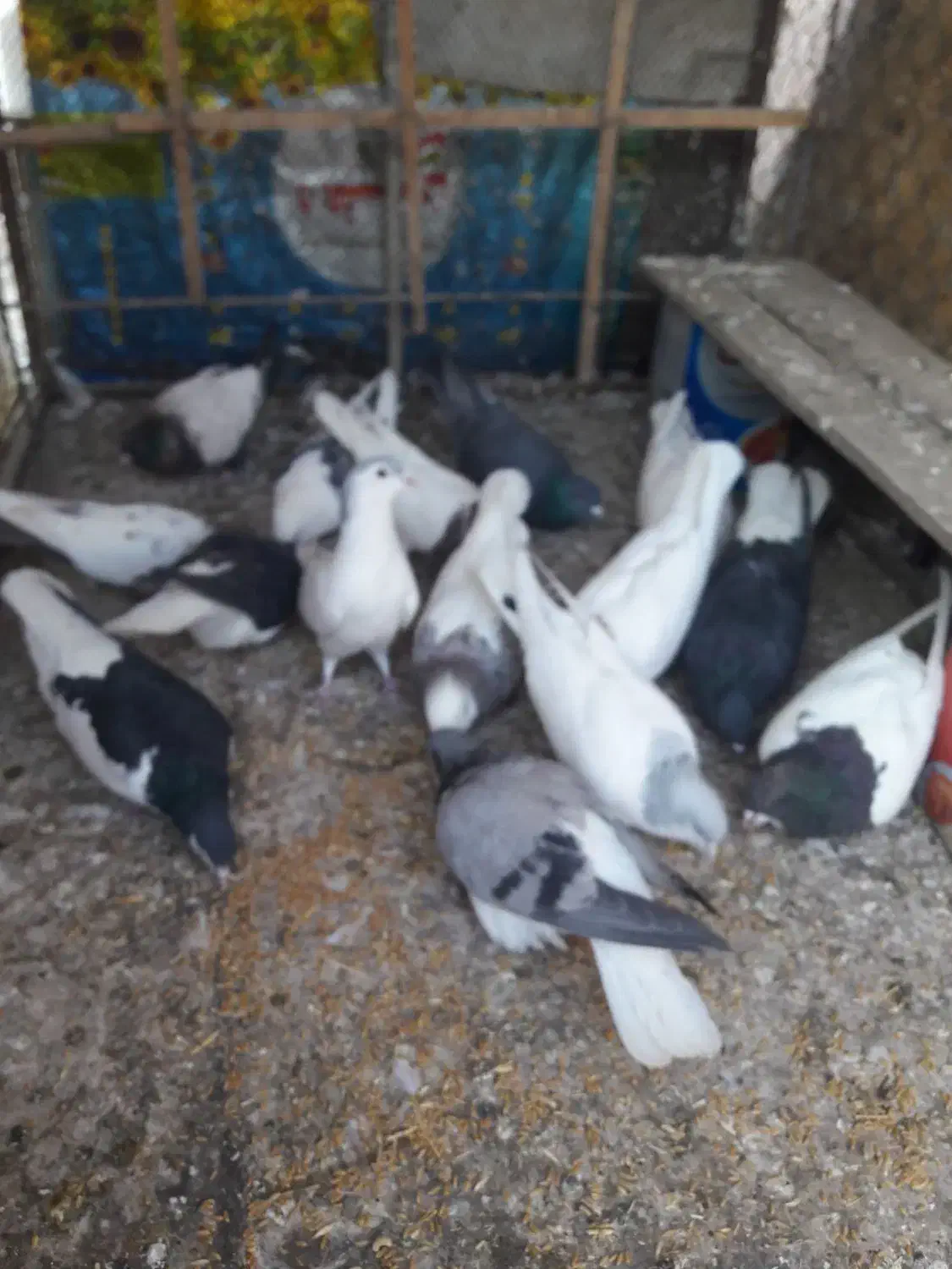 گبوتر۱۵عدد|پرنده|قزوین, |دیوار