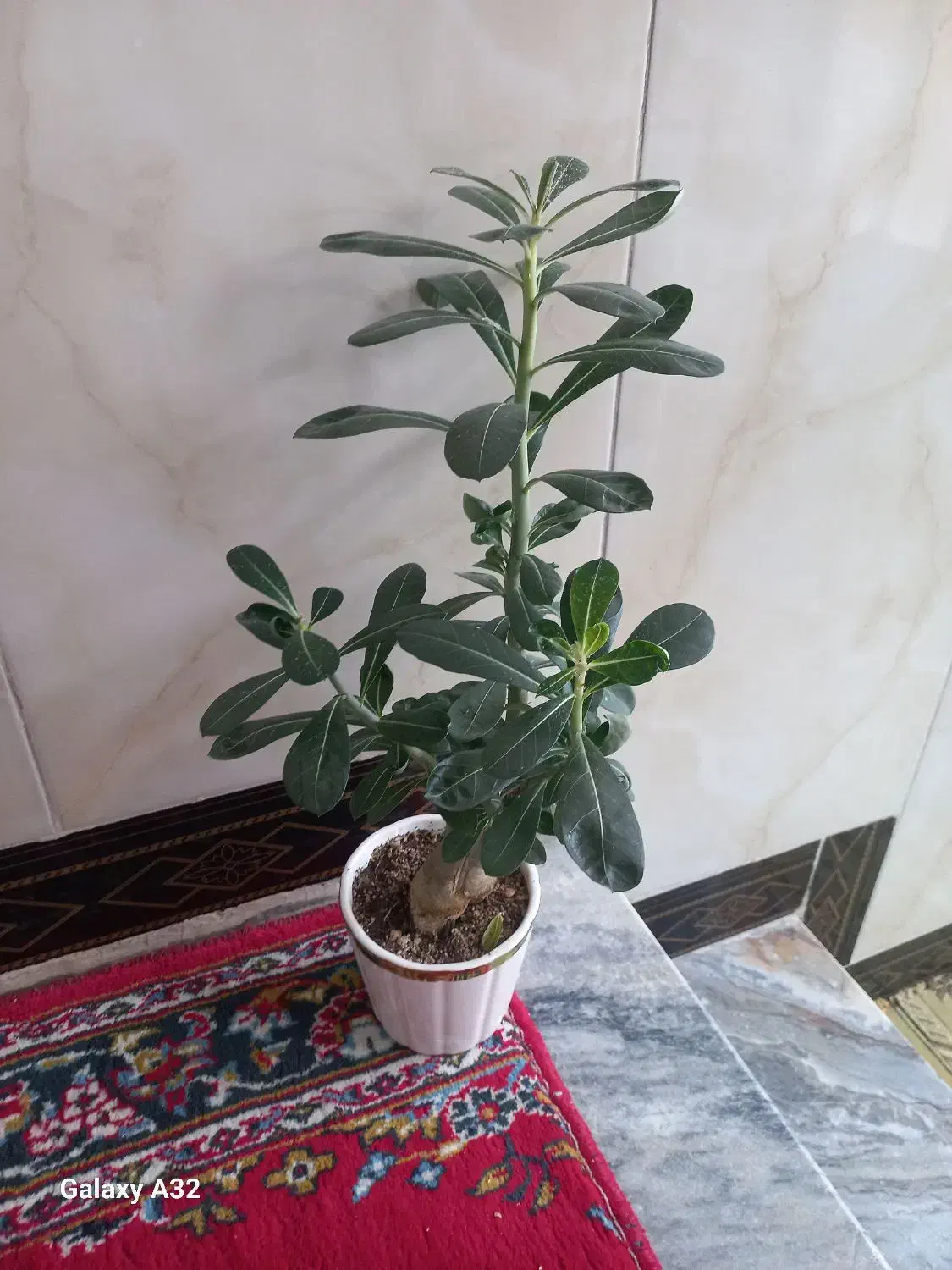 گل آدنیوم|گل و گیاه طبیعی|کرمانشاه, |دیوار