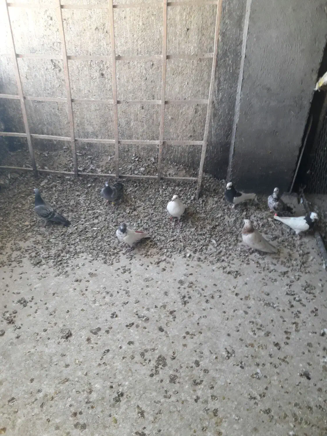 کبوترپرشی|پرنده|ضیاء آباد, |دیوار