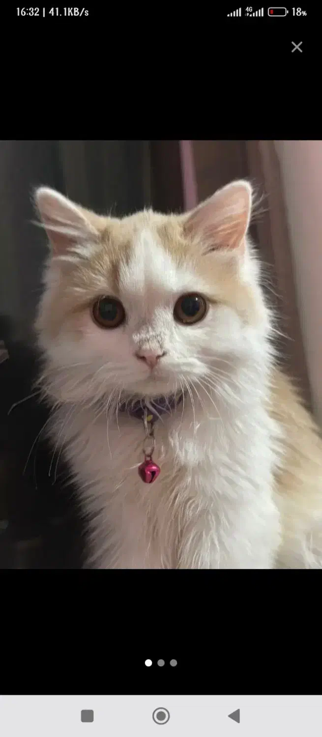 گربه پرشین کلاسیک عروسکی|گربه|اردبیل, |دیوار