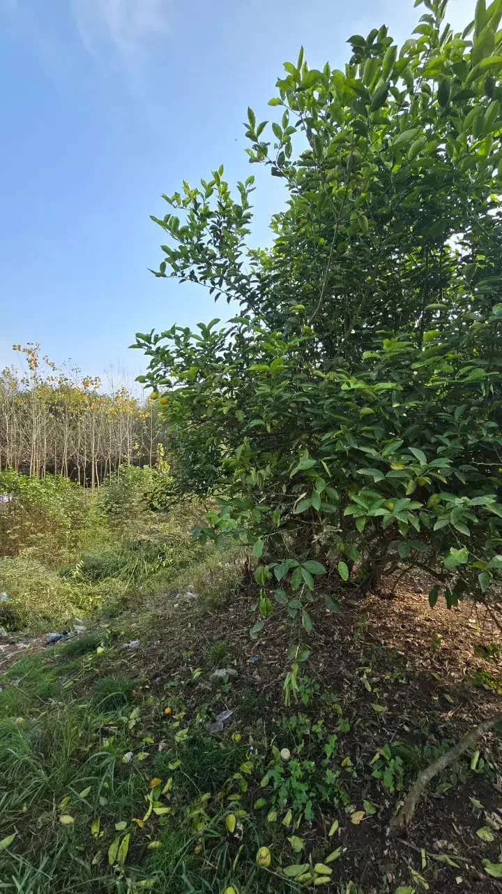 کددوباب/هزارمتر خانه محوطه بهمراه ویلای ۹۰متری|فروش خانه و ویلا|کوچصفهان, |دیوار