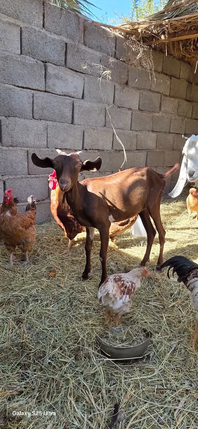 بز و میش|حیوانات مزرعه|بم, |دیوار