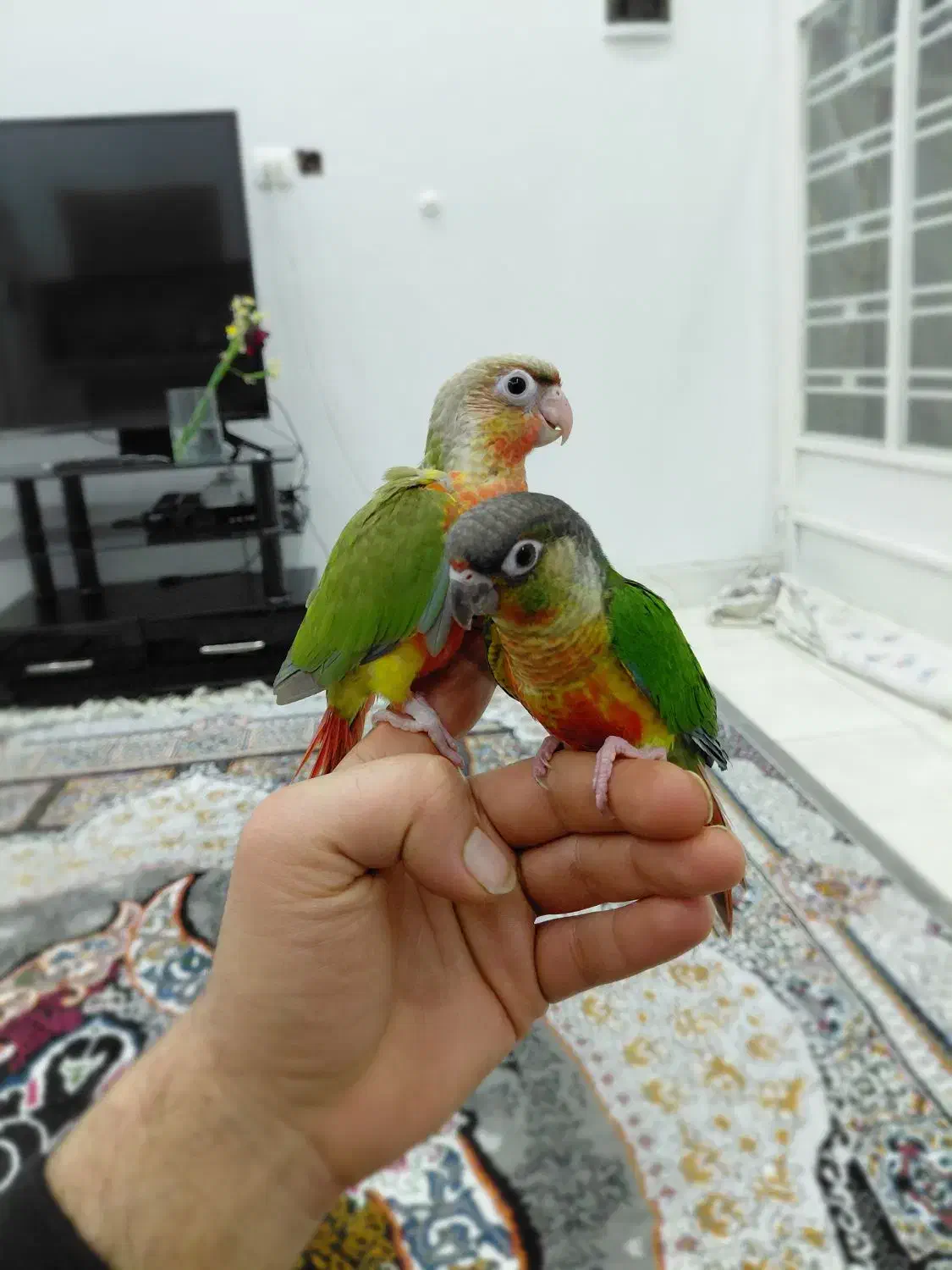 طوطی گرینچیک‌|پرنده|شیراز, درکی|دیوار