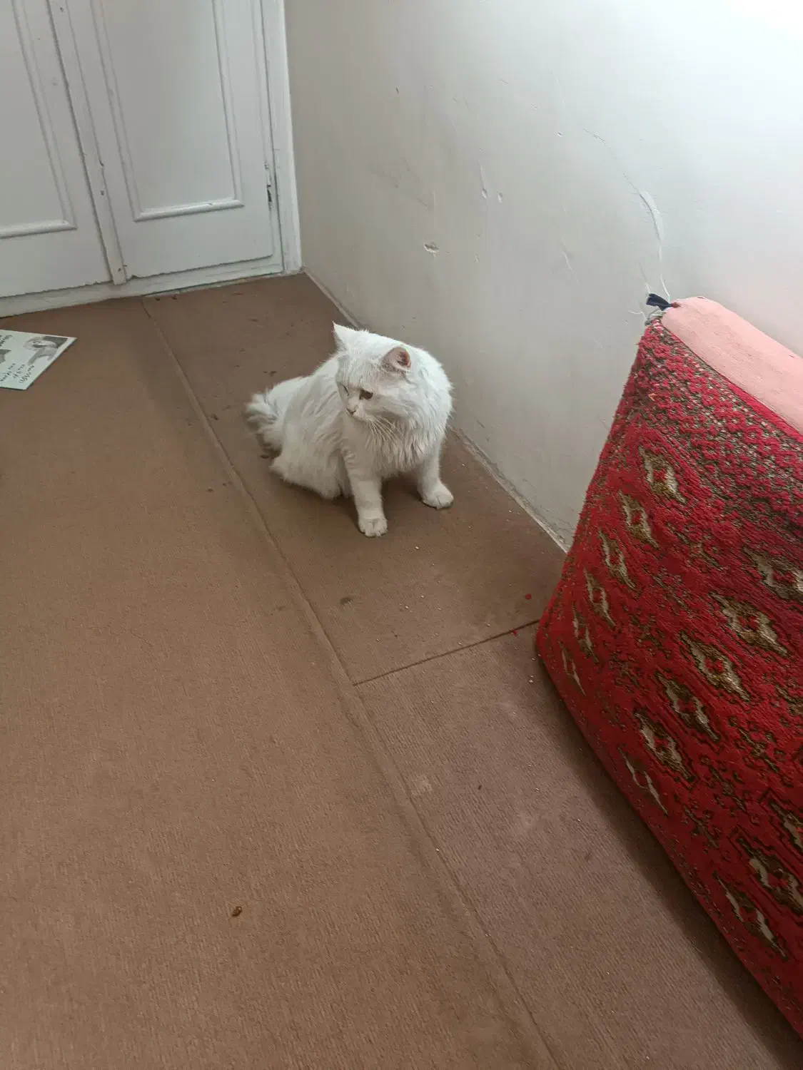 فروش یا معاوضه گربه پرشین نر یکساله دم راکنی|گربه|مشهد, نیروی هوایی|دیوار