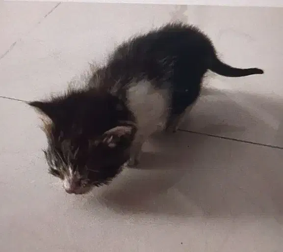 بچه گربه|گربه|بیرجند, |دیوار