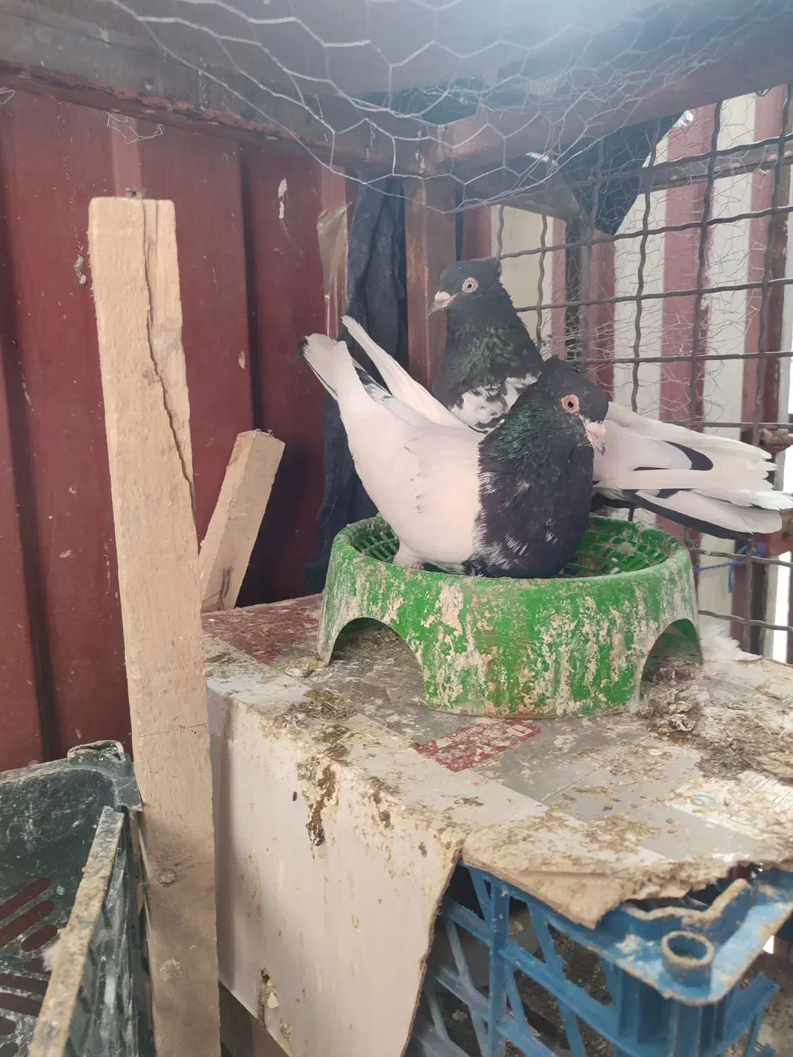 کبوتر|پرنده|جوکار, |دیوار