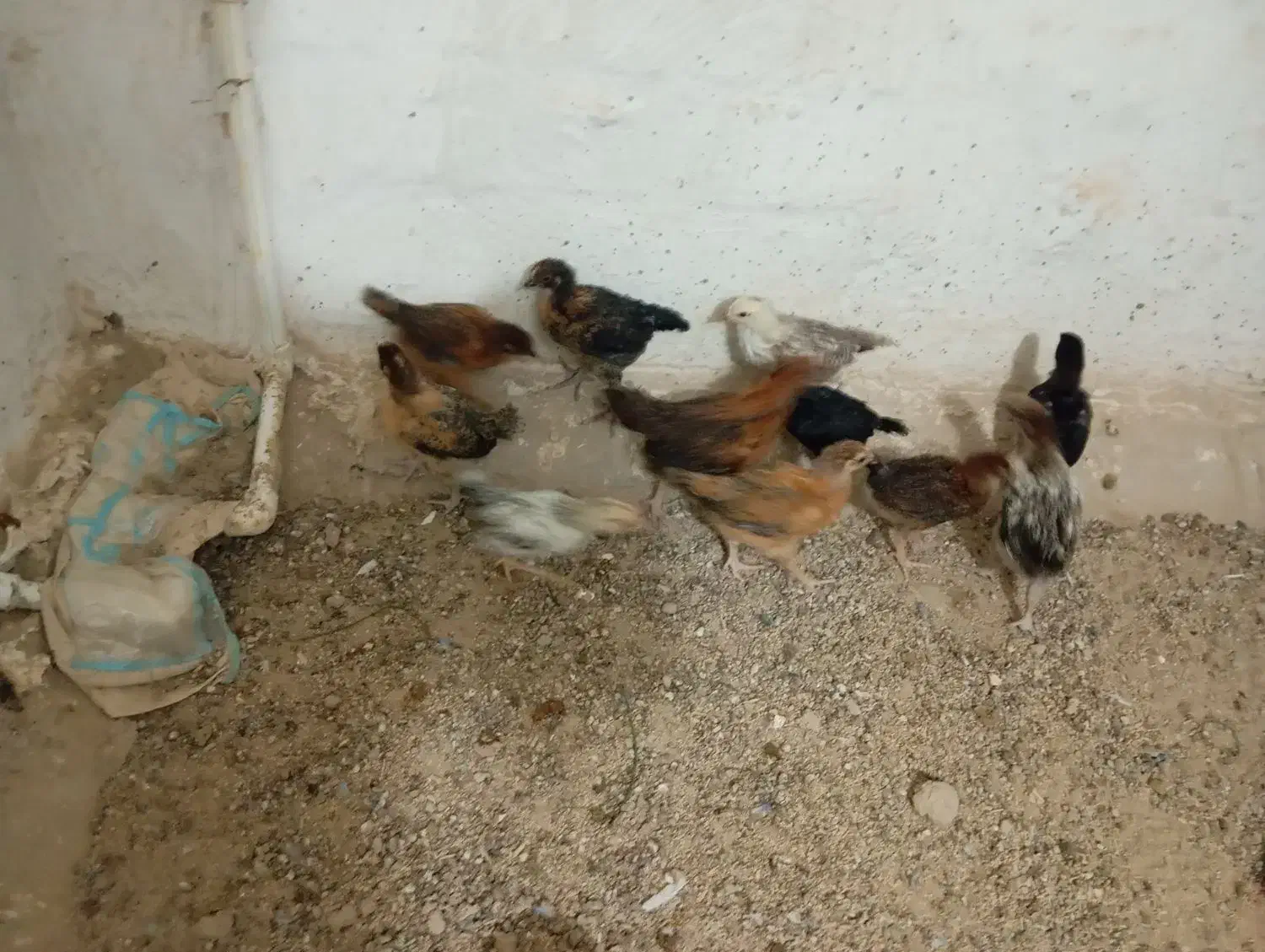 جوجه مرغ خورموج|حیوانات مزرعه|خورموج, |دیوار