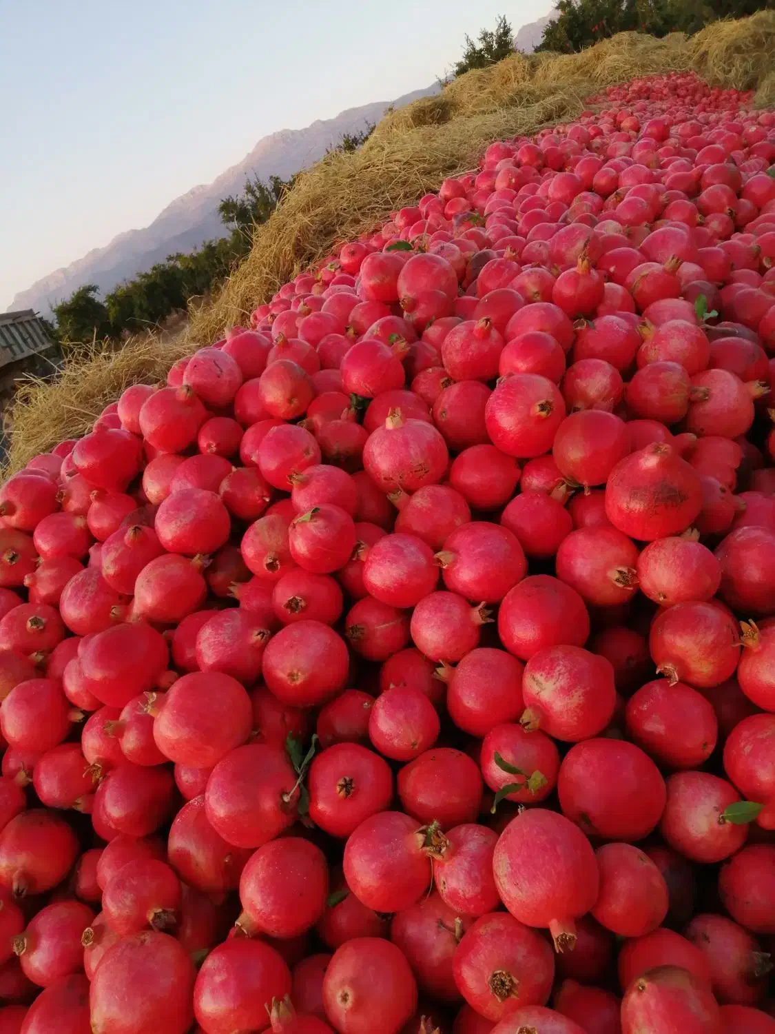 انار رباب|خوردنی و آشامیدنی|بختگان, |دیوار