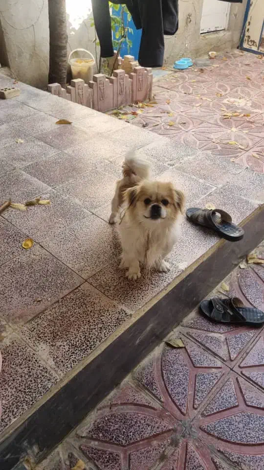 پاکوتاه نر|سگ|اهر, |دیوار