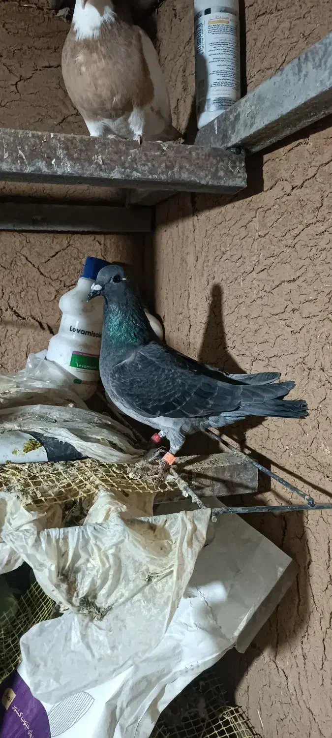 پلاکی|پرنده|اردل, |دیوار