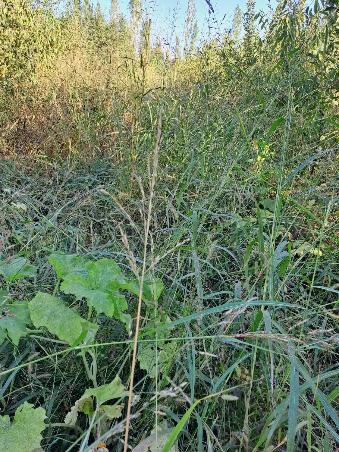 اجاره چراگاه دام (اتراق)|اجارهٔ دفتر صنعتی، کشاورزی، تجاری|خوی, |دیوار