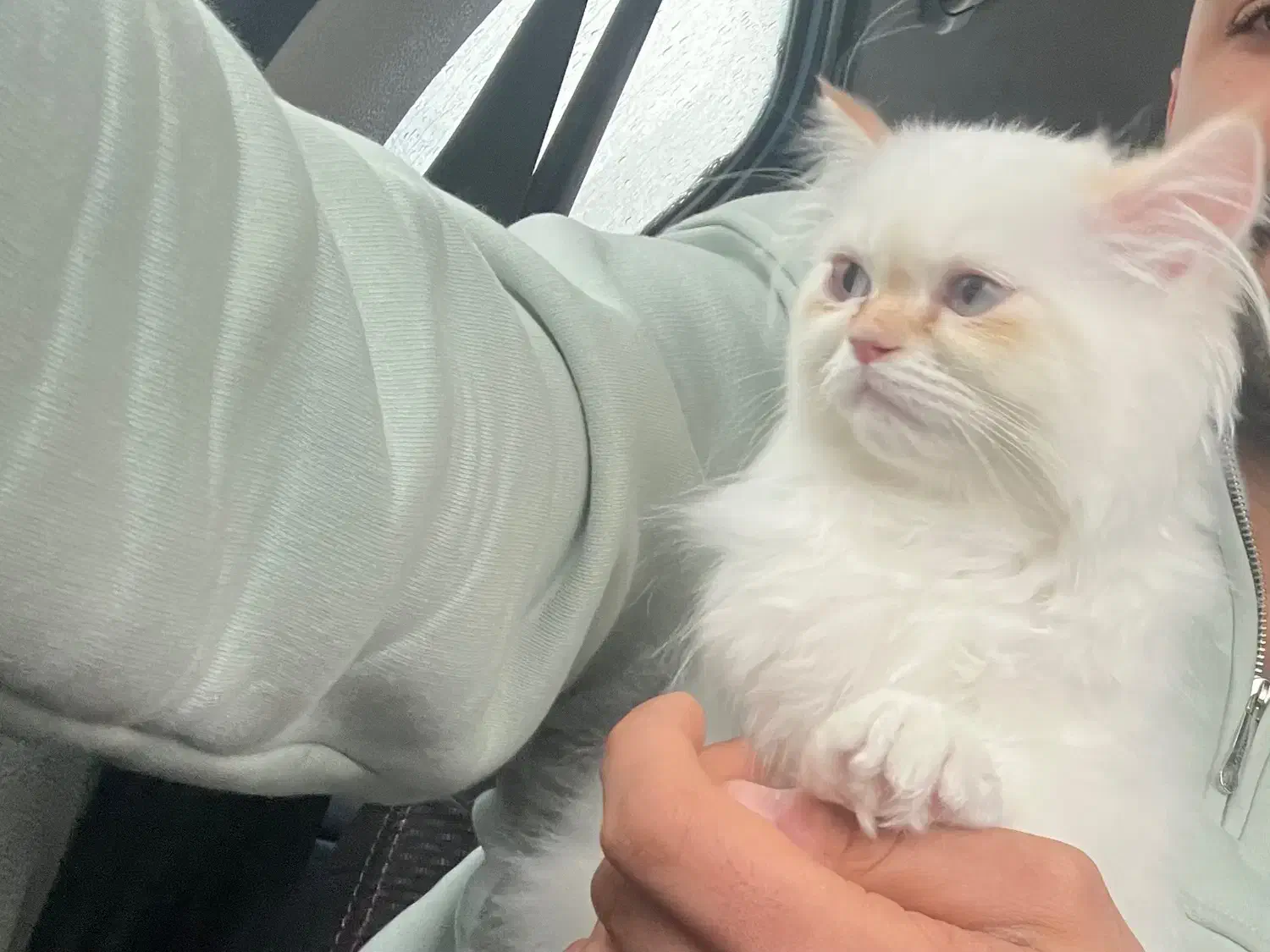 گربه پرشین هیمالین|گربه|لاهیجان, شیشه گران|دیوار