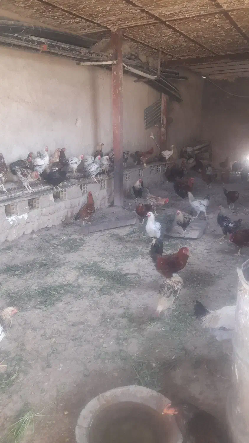 خروس|پرنده|گوآور, |دیوار