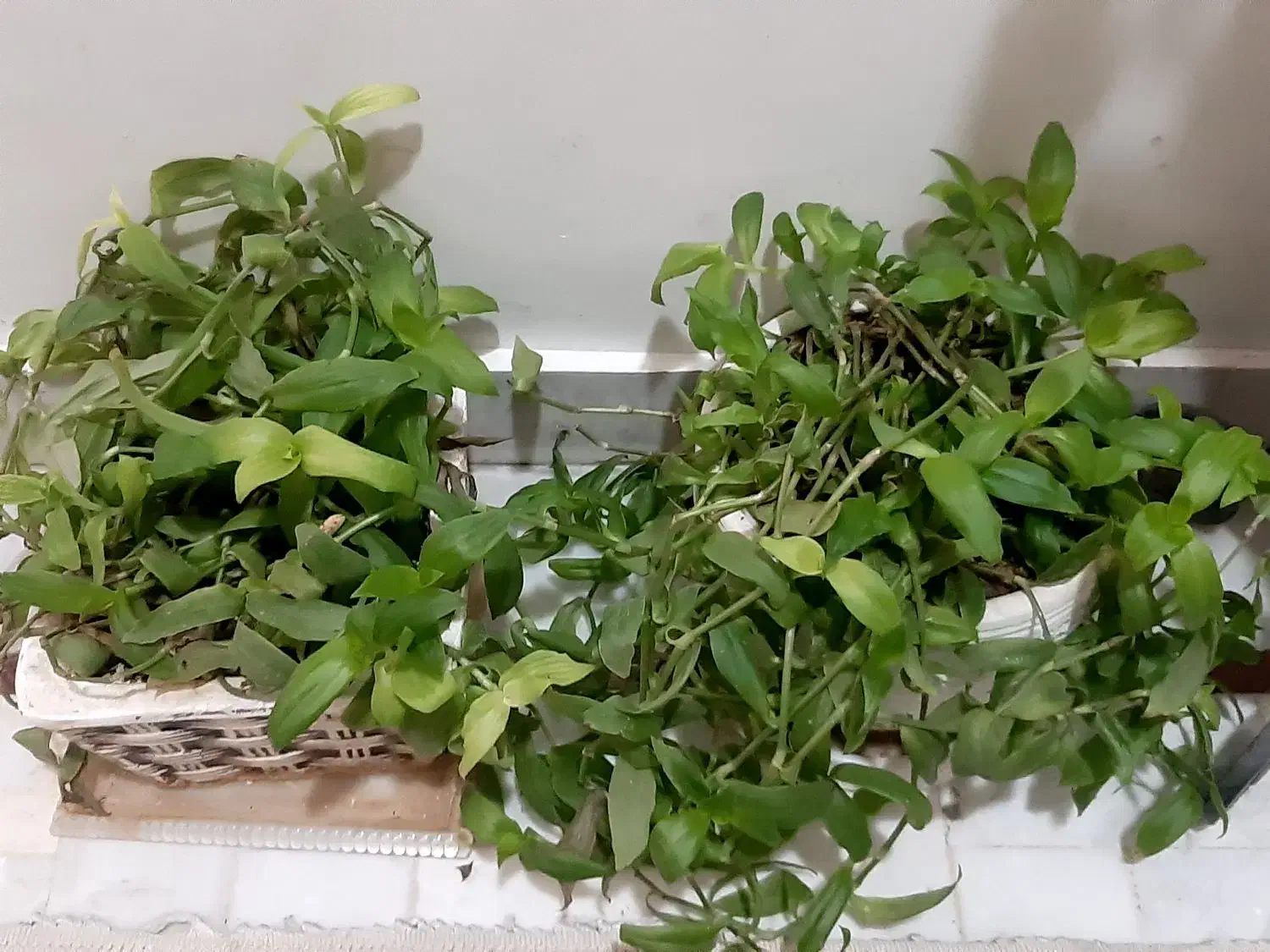 گیاه. سرسبز اپارتمانی|گل و گیاه طبیعی|تهران, حکیمیه|دیوار