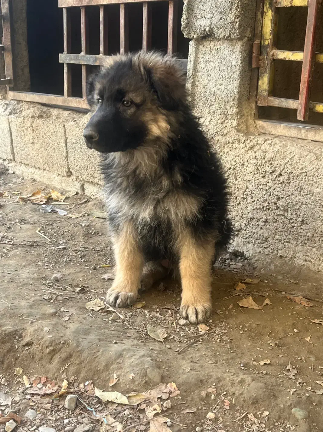 ژرمن ماده|سگ|شهریار, شهرک شاهد|دیوار