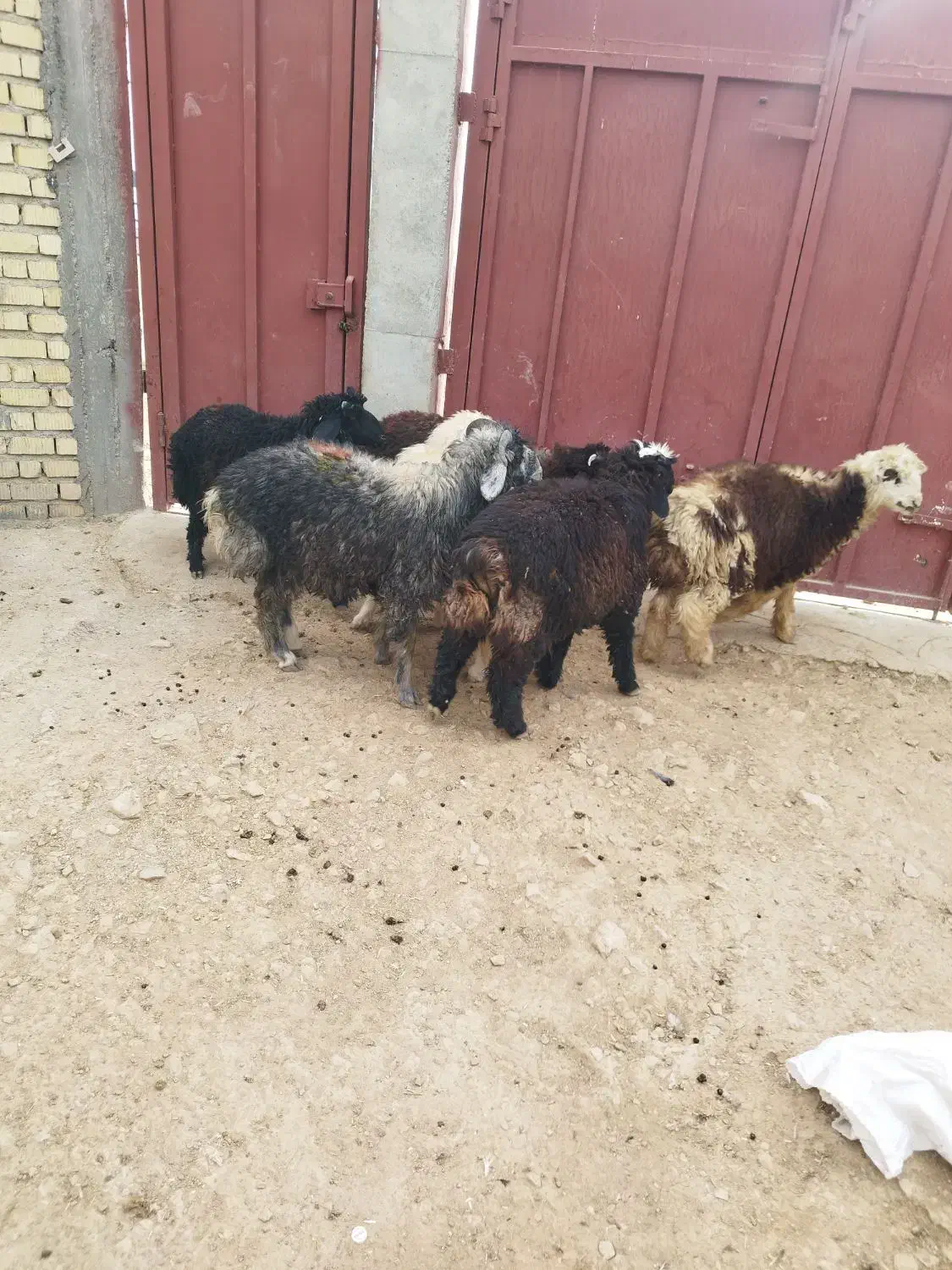 بره نر پرواری|حیوانات مزرعه|مرودشت, زنگی آباد|دیوار