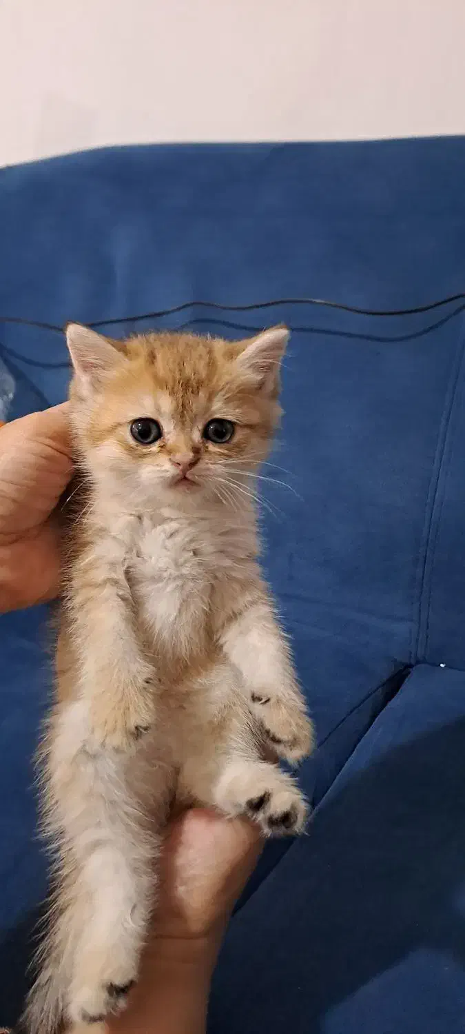 گربه گلد فولد|گربه|ساری, |دیوار