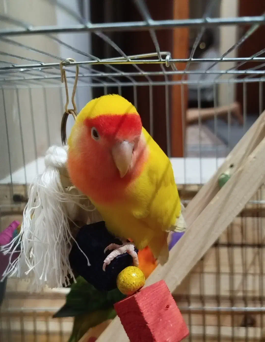 طوطی برزیلی|پرنده|تهران, مسعودیه|دیوار