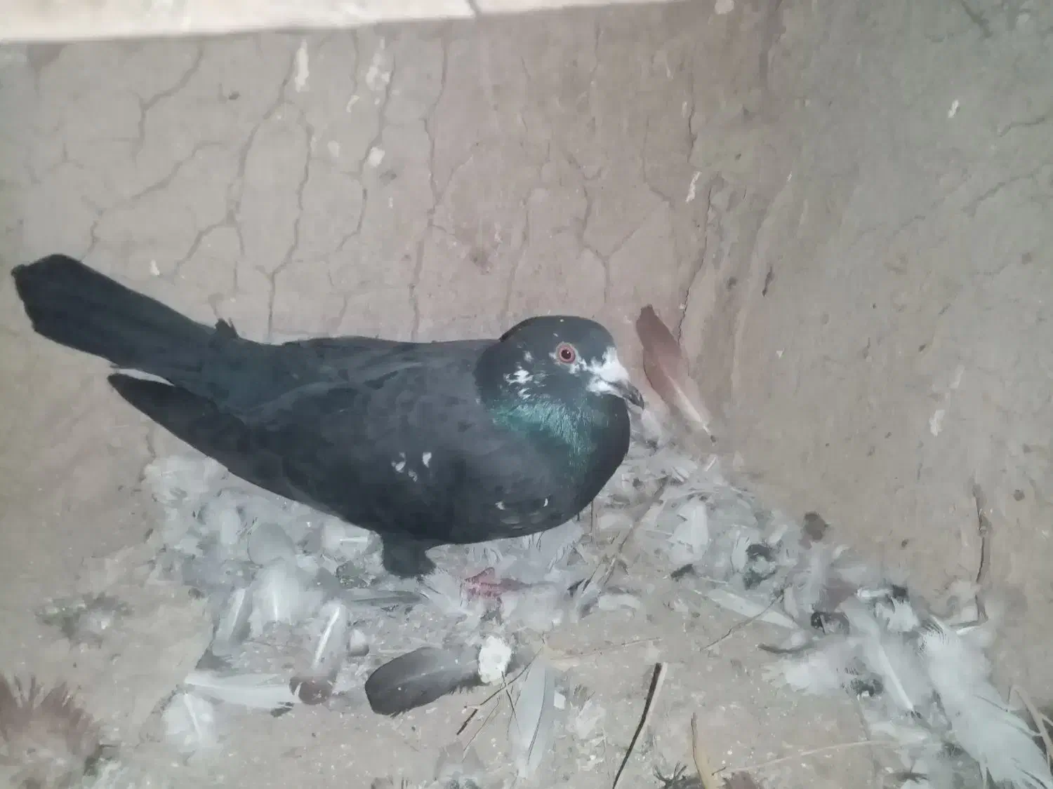 پرنده|پرنده|شیروان (خراسان), |دیوار