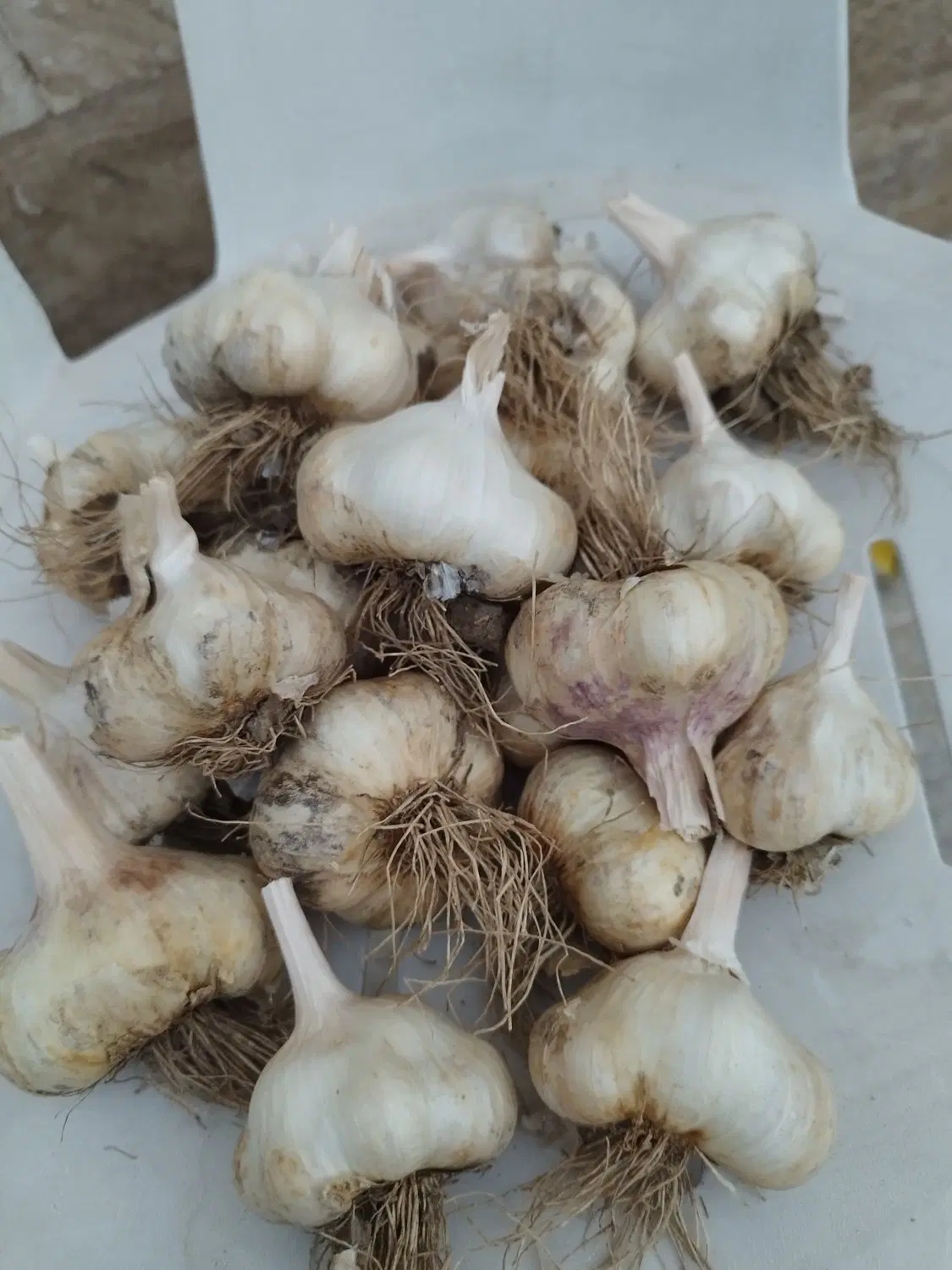 سیر|خوردنی و آشامیدنی|شازند, |دیوار