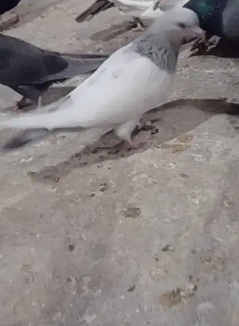 تعدادی کفتر قاطی|پرنده|شیراز, نیستان|دیوار