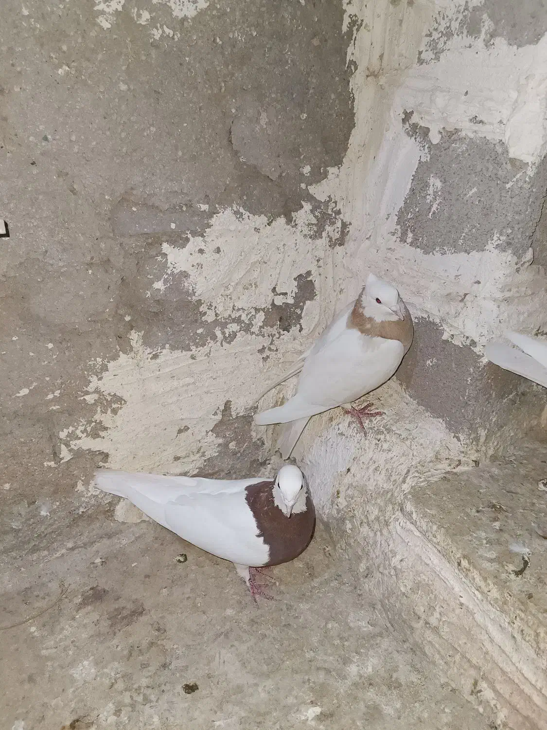 طوقی|پرنده|خرم‌آباد, |دیوار