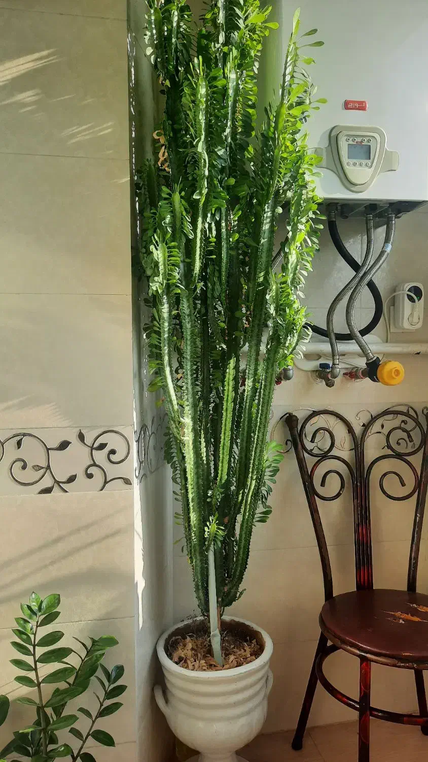 گل طبیعی زیبا و شاداب بیشتر از ۲ متر طولش است|گل و گیاه طبیعی|نقده, |دیوار