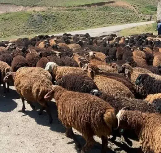 گوسفند فروشی مهوری|حیوانات مزرعه|شاهینشهر, برخوار غرب|دیوار