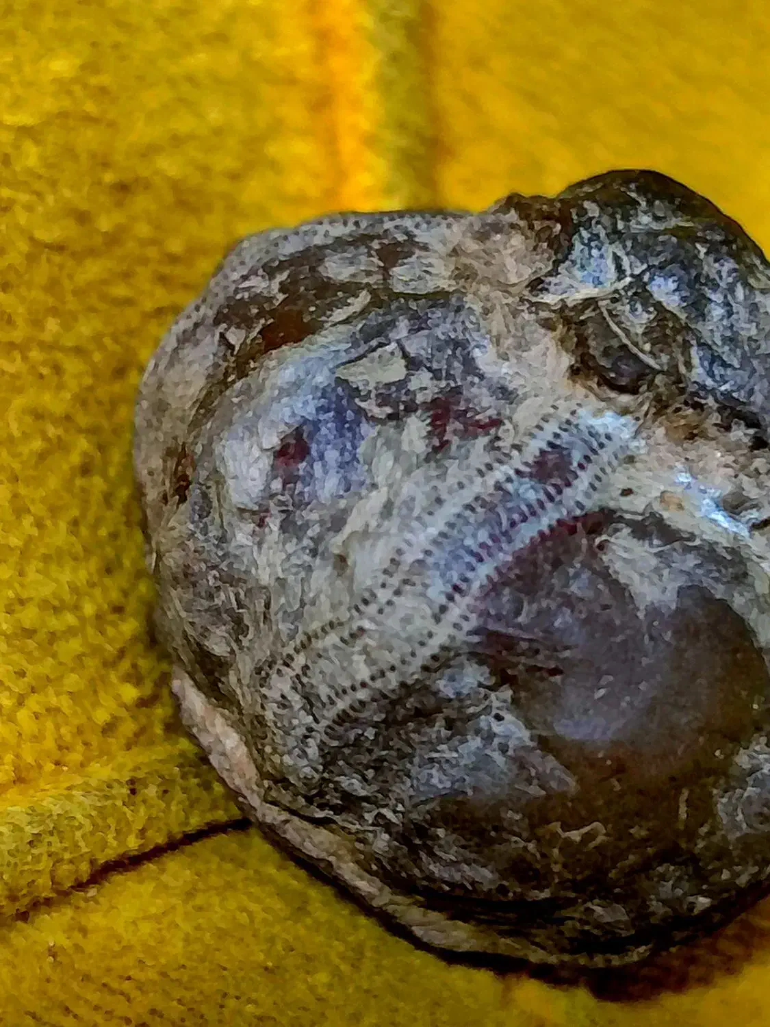 فسیل خشخاش عتیقه|کلکسیون اشیاء عتیقه|مشهد, رده|دیوار