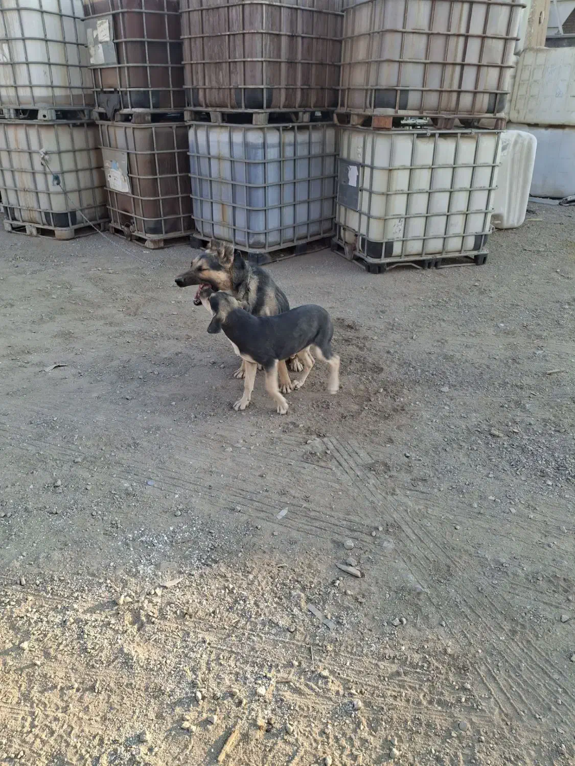 واگذاری سگ|سگ|ساوه, |دیوار