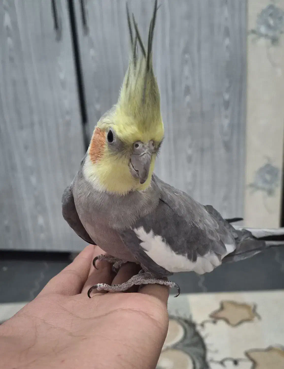 عروس هلندی|پرنده|اصفهان, بهرامآباد|دیوار