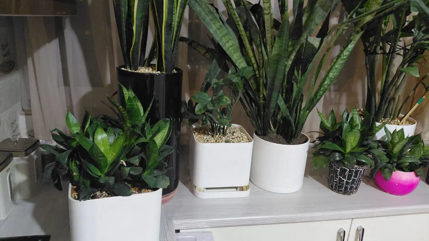 گُل سانسوریا، زاموفیلا|گل و گیاه طبیعی|شاهین‌شهر, فیض|دیوار