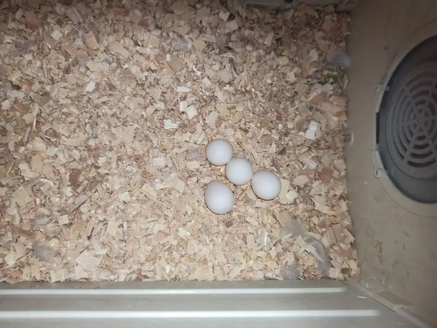 عروس هلندی ماده نژاد گل باقالی مست|پرنده|اراک, |دیوار