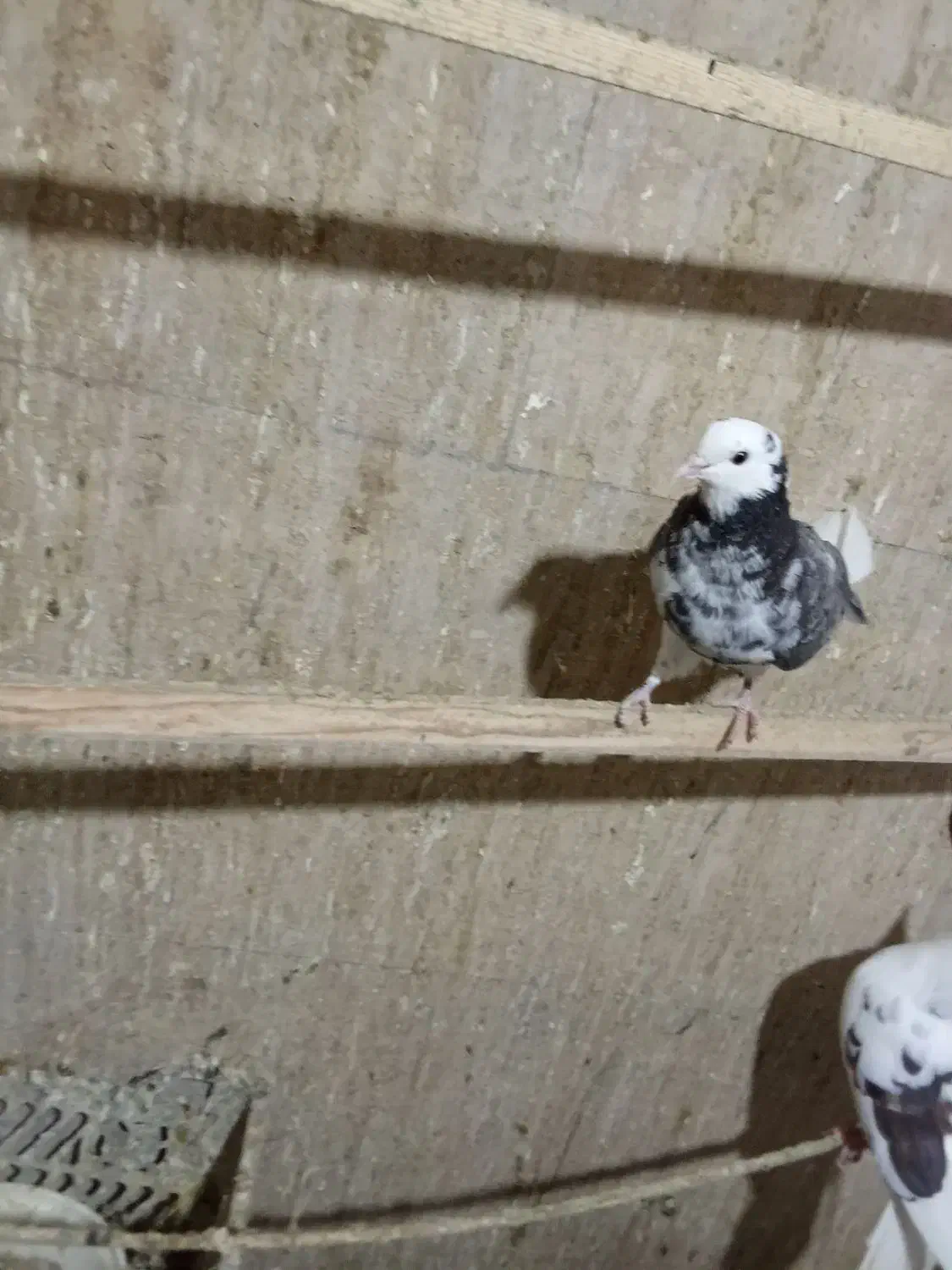 کبوتر پرشی|پرنده|سلطانیه, |دیوار