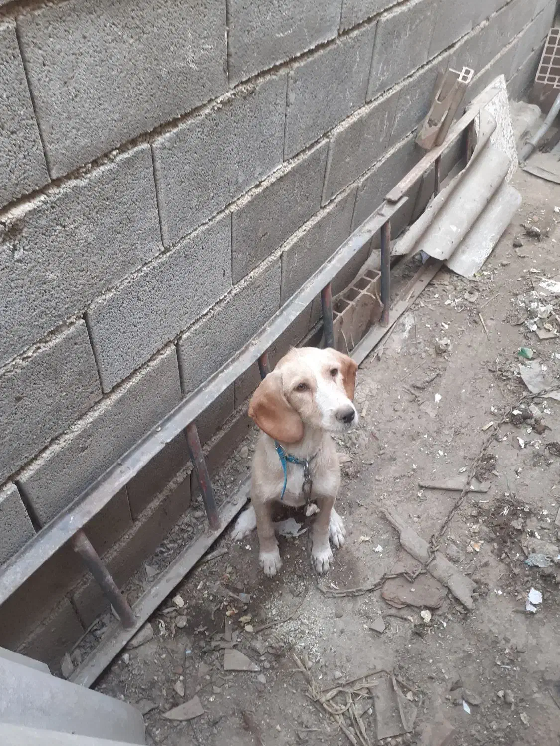 سگ دنبلانی|سگ|صادق آباد, |دیوار