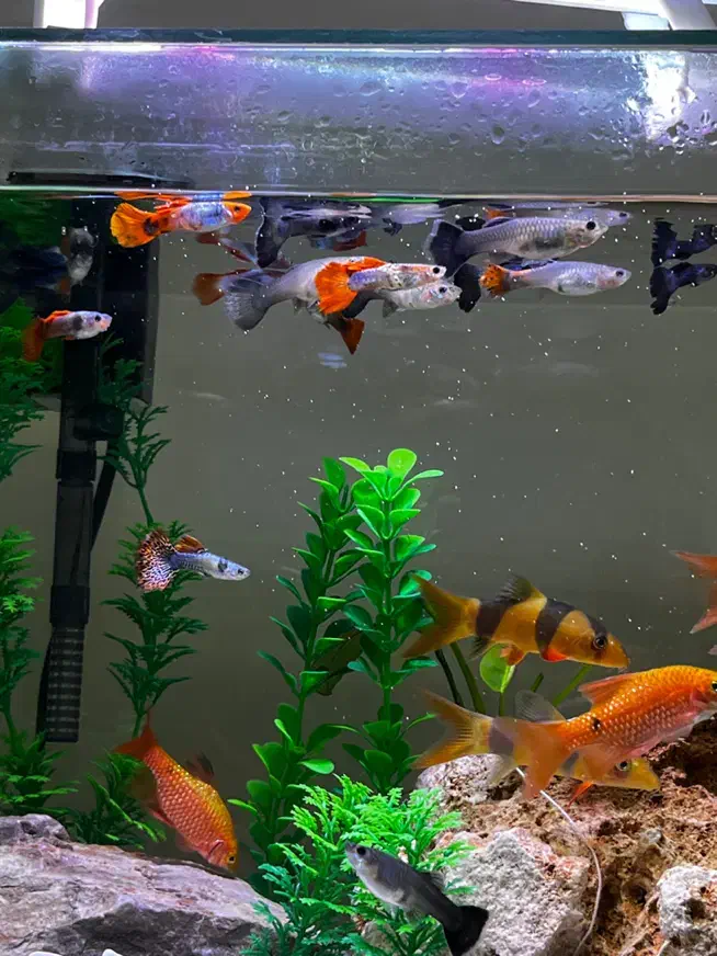 ماهی گوپی و لوچ دلقک باکیفیت زیره قیمت|ماهی|تهران, هروی|دیوار