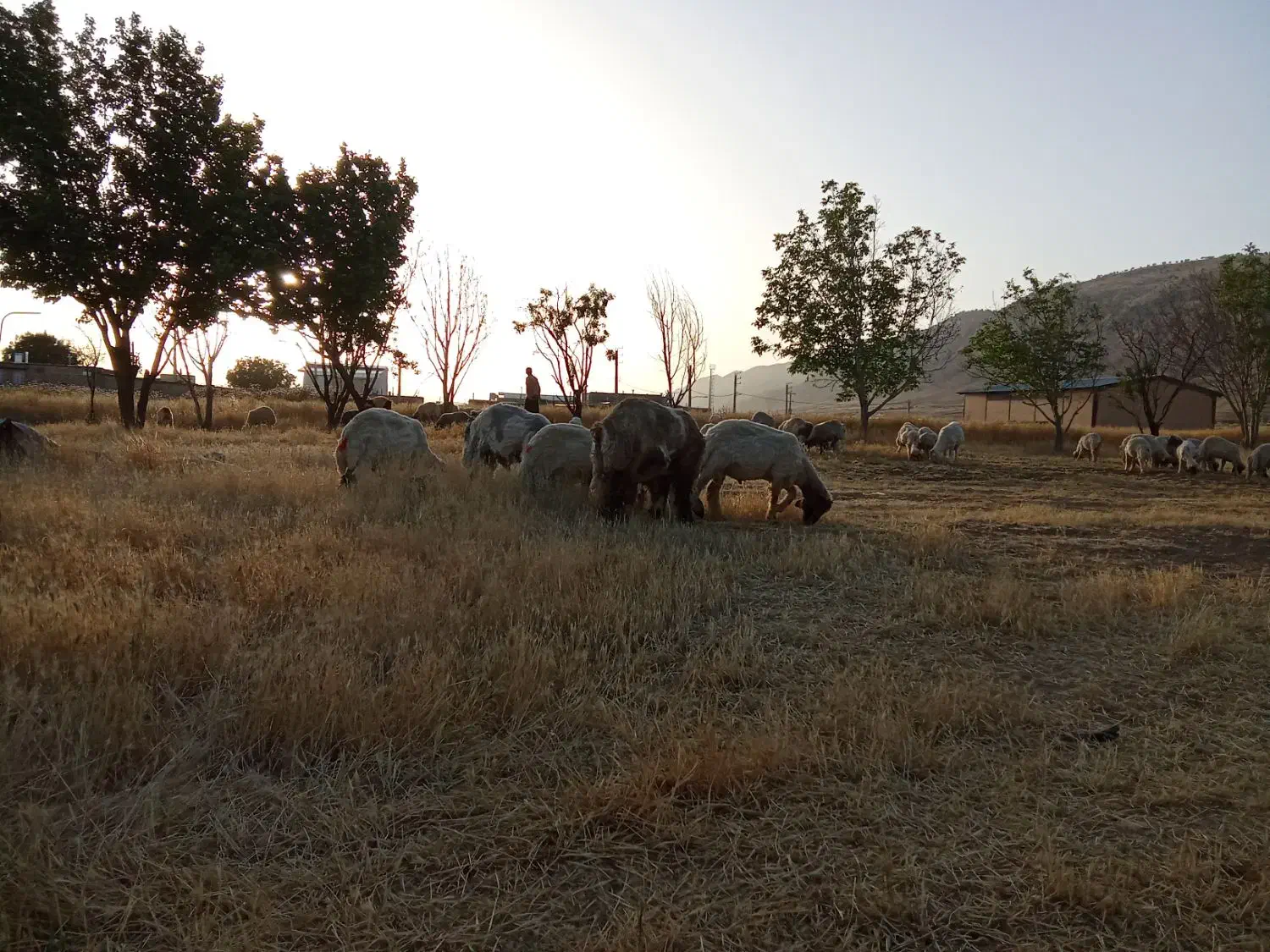 کاور پروار درجه یک|حیوانات مزرعه|ایوان, |دیوار