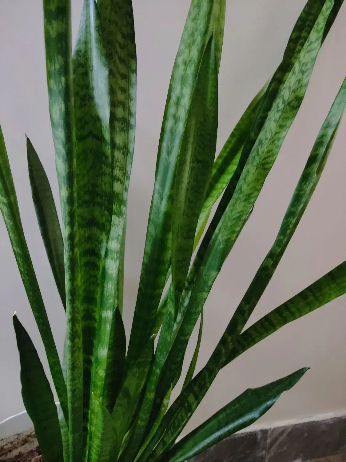 گل سانسوریا|گل و گیاه طبیعی|کازرون, |دیوار