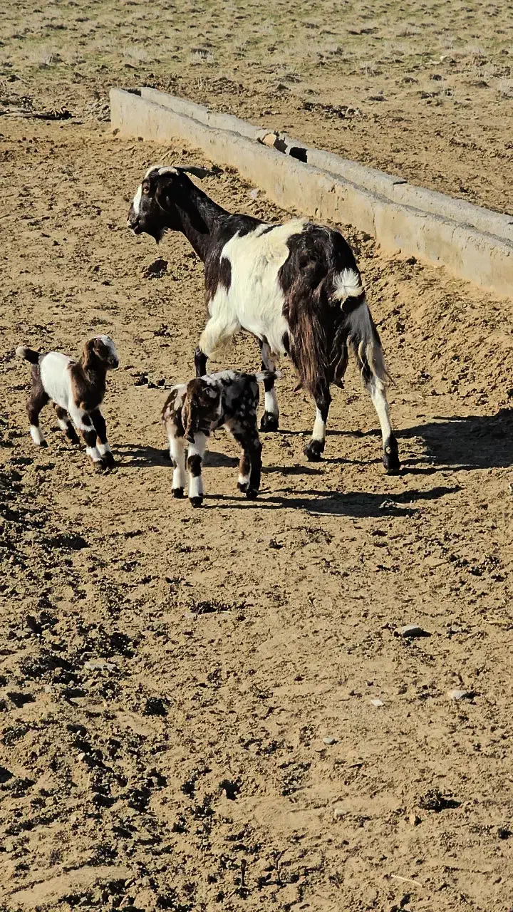 ۳ عدد بز|حیوانات مزرعه|مشهد, کارمندان دوم|دیوار
