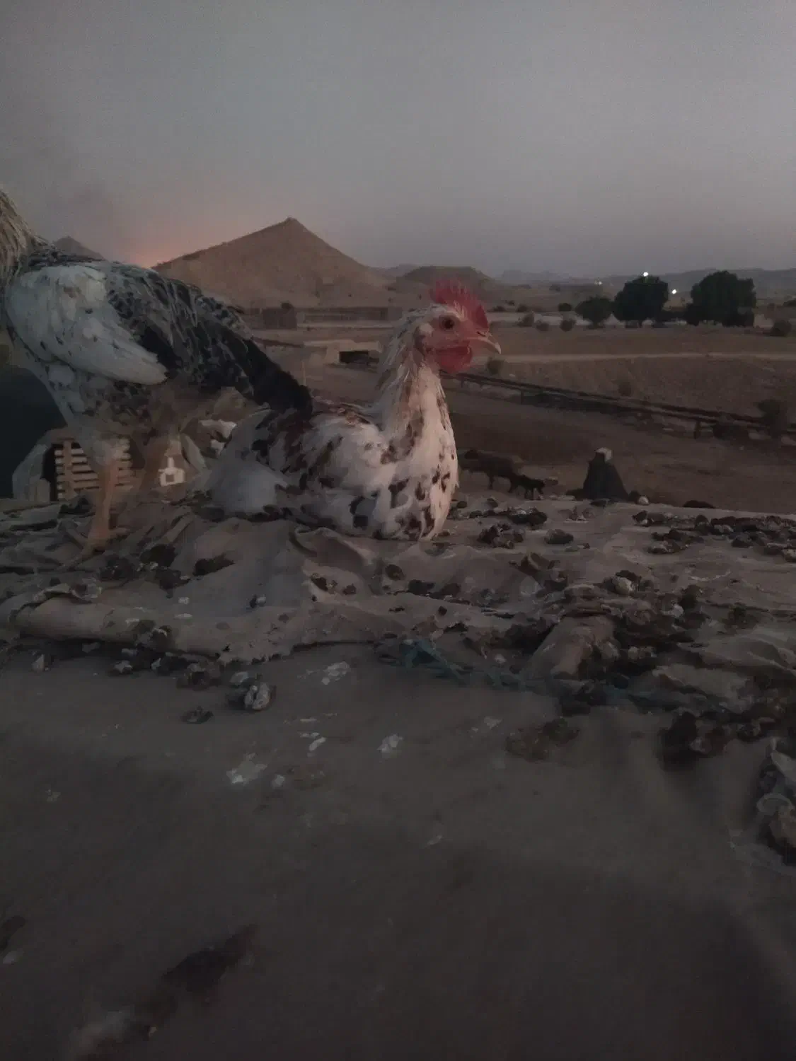 خروس محلی.گچساران|حیوانات مزرعه|آبپخش, |دیوار