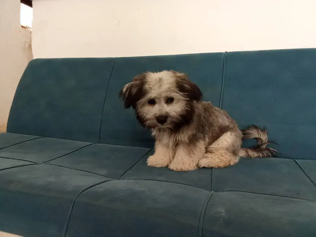 جکس سگ نر|سگ|زرندیه, |دیوار