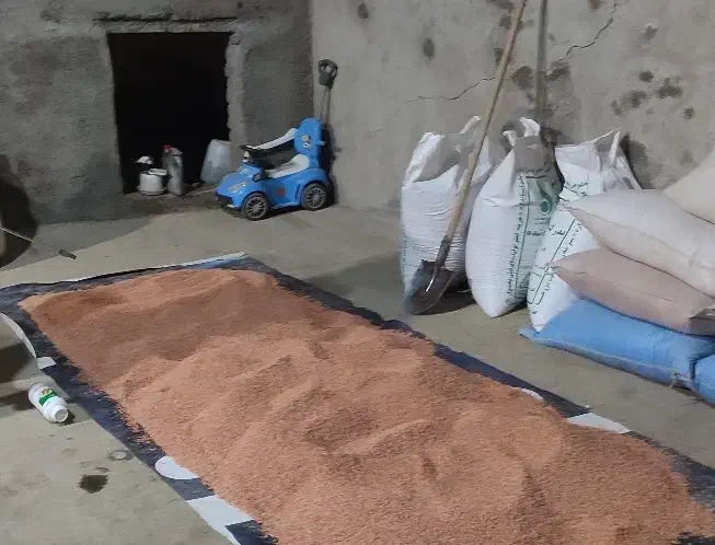 گندم بذری اصلاح شده دیم|عمده‌فروشی|فامنین, |دیوار