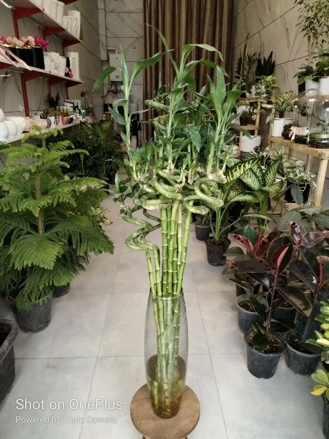 خزه|گل و گیاه طبیعی|تربت‌حیدریه, بی بی حسنیه|دیوار