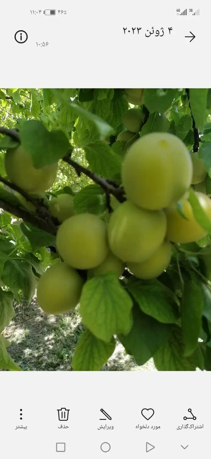 فروش باغ ویلا واجاره شهرابریشم|اجارهٔ کوتاه‌مدت ویلا و باغ|ابریشم, |دیوار