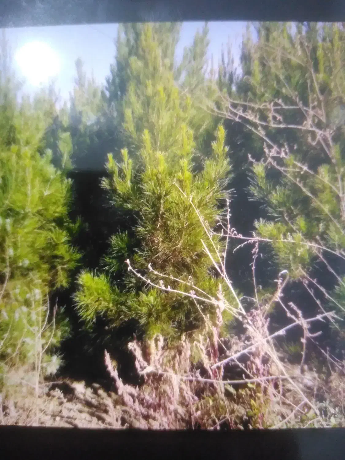 نهالستان محسن اکبری درخت کاج|خدمات باغبانی و درختکاری|مشهد, سیسآباد|دیوار