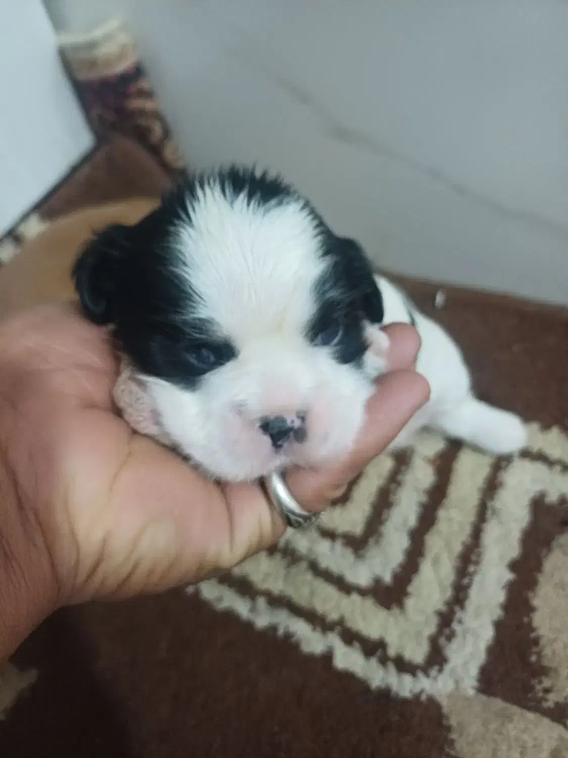 سگ شیتزو سوپر فلت|سگ|چهاردانگه (تهران), |دیوار